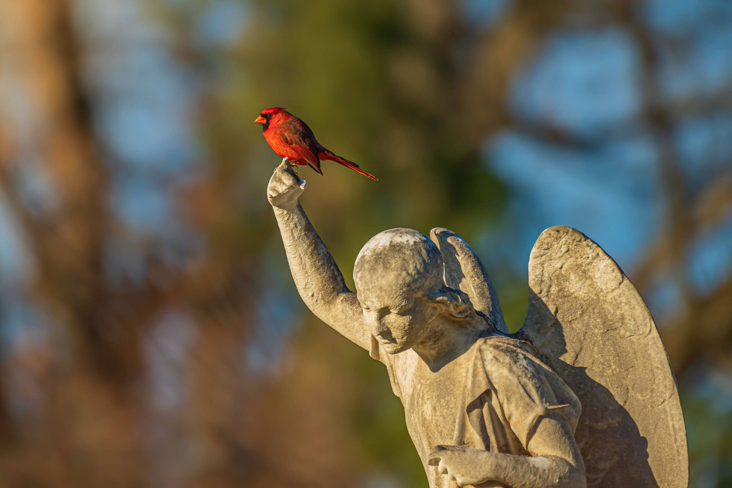 Red cardinal on monument