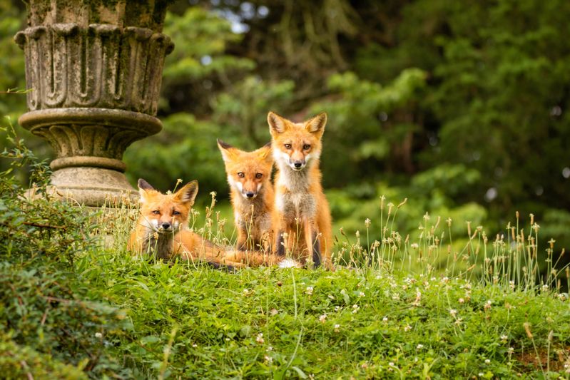 Foxes in Cave Hill Cemetery by Lee Payne