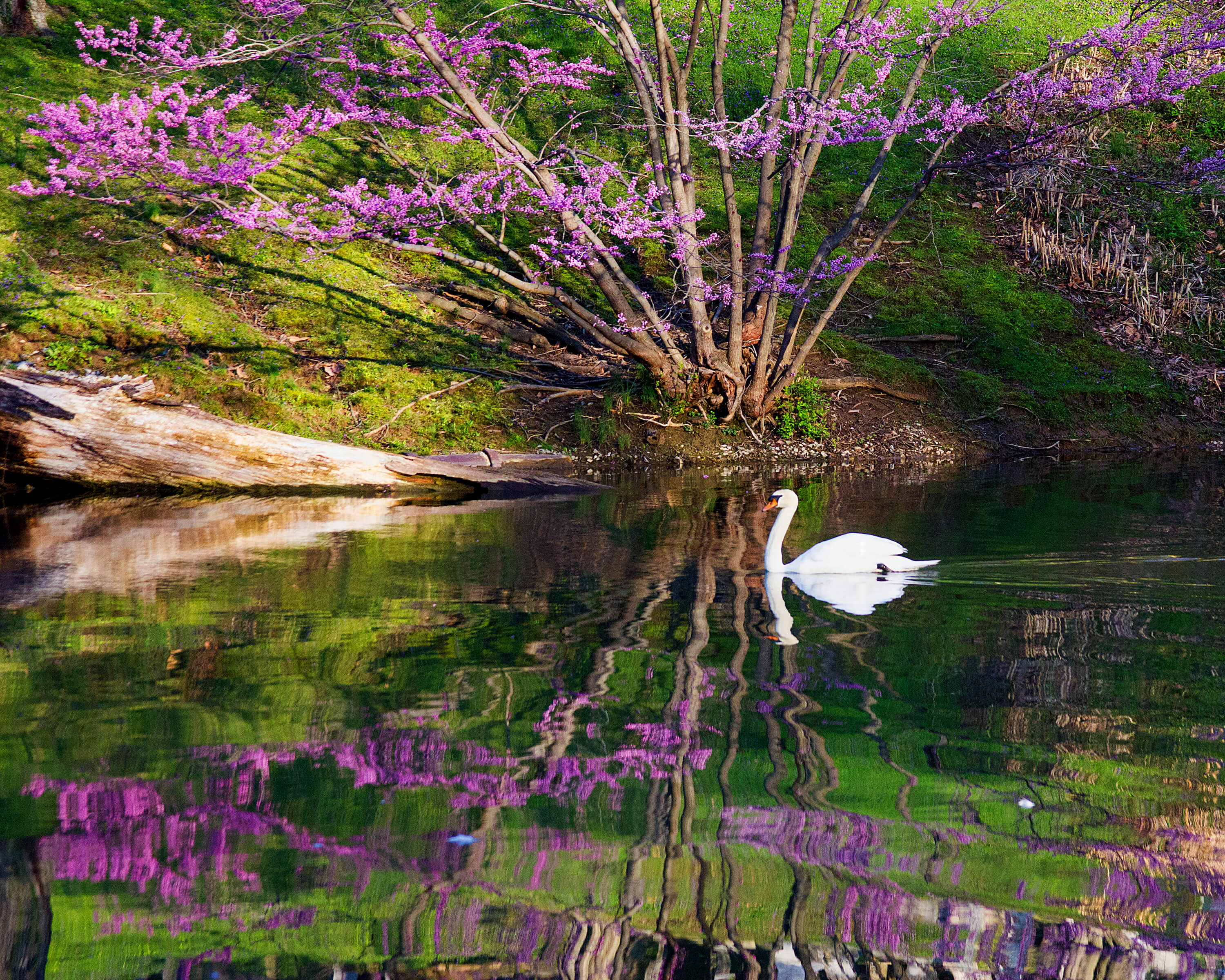 The Mute and the Reflection