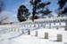 White Pines planted in 1870 - Cave Hill National Cemetery