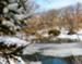 March weather thins the lake ice as our swans contemplate the breeding season.