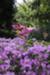 Poukhanense Korean Azaleas in Section 4