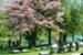 Pink Dogwoods welcome visitors to the lake.