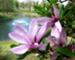 Only a Moment -Magnolia Beauty