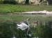 Swan
