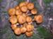 Mushrooms