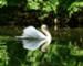 A male swan (cob) stakes out his breeding territory on Twin Lakes.