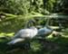 Royal Mute Swans at Twin Lakes