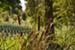 Cattails at the Rostrum Pond