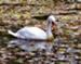 Swan Mirror in October