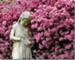 June - Coral Belle Azaleas Comfort a Grieving Child
