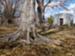 Massive, buttressing roots of the American Beech anchor Section 13 into the Fall landscape.