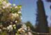 May 2015 - The Obelisk's Crabapple