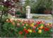 May - Tulips Greet our Grinstead Visitors