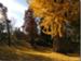 October - Ginkgo Golden Splendor