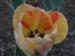 A Glimpse of Spring