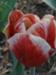 A Glimpse of Spring