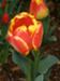 Early Spring Tulip
